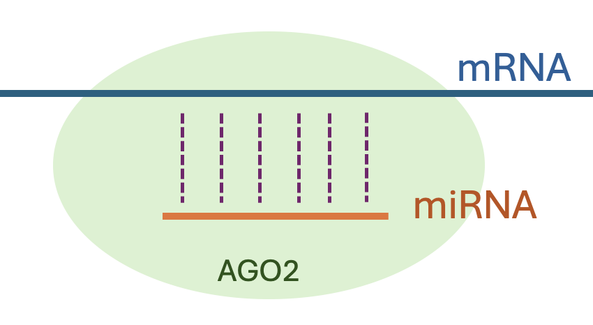 AGO2 complex with miRNA paired to mRNA.